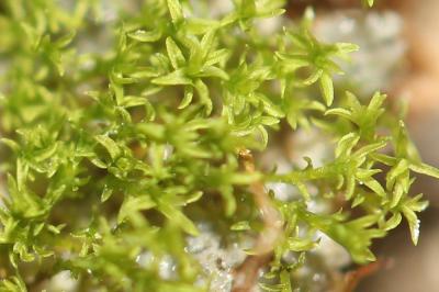  Gymnostomum calcareum Nees & Hornsch., 1823