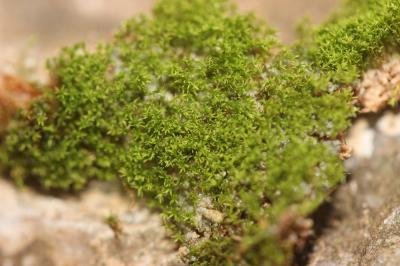  Gymnostomum calcareum Nees & Hornsch., 1823