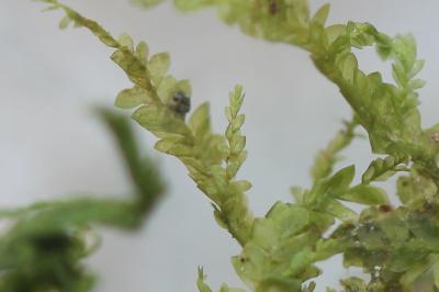  Alleniella besseri (Lobarz.) S.Olsson, Enroth & D.Quandt, 2011