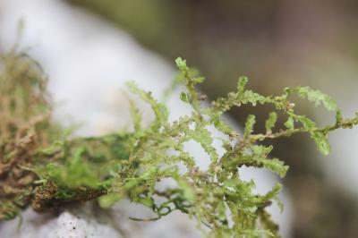  Alleniella besseri (Lobarz.) S.Olsson, Enroth & D.Quandt, 2011