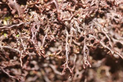  Frullania tamarisci (L.) Dumort., 1835