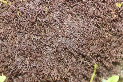  Frullania tamarisci (L.) Dumort., 1835