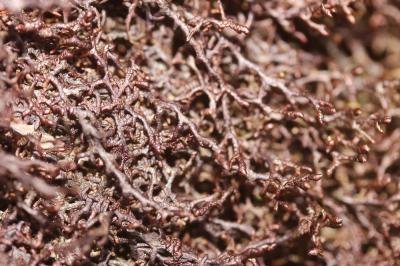  Frullania tamarisci (L.) Dumort., 1835