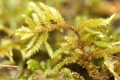  Antitrichia californica Sull.