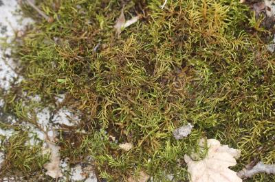  Antitrichia californica Sull.