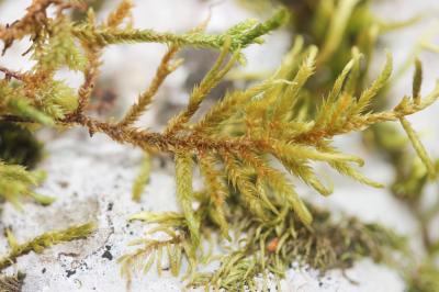  Antitrichia californica Sull.