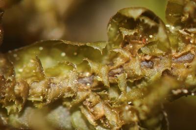  Porella arboris-vitae (With.) Grolle, 1969