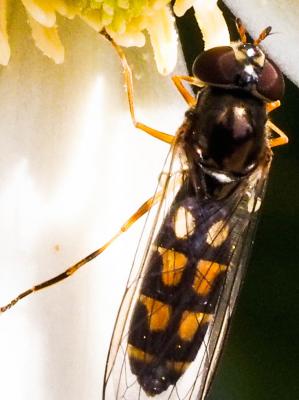  Melanostoma scalare (Fabricius, 1794)
