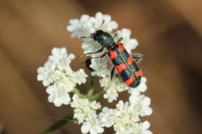 Clairon à épaulettes Trichodes leucopsideus (Olivier, 1795)