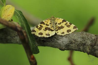 Panthère (La) Pseudopanthera macularia (Linnaeus, 1758)