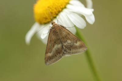  Pyrausta aerealis (Hübner, 1793)