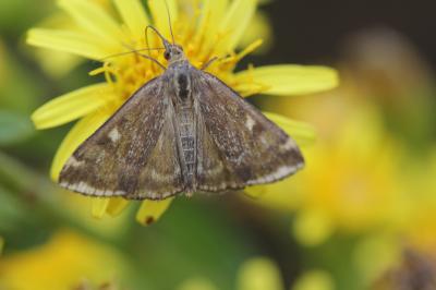  Loxostege sticticalis (Linnaeus, 1760)