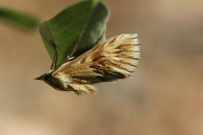  Cynaeda dentalis (Denis & Schiffermüller, 1775)