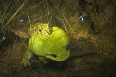 Rainette méridionale Hyla meridionalis Boettger, 1874