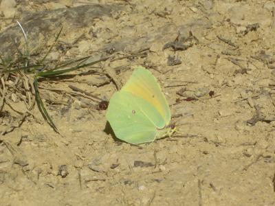 Citron de Provence (Le), Cléopâtre (La), Piéride C Gonepteryx cleopatra (Linnaeus, 1767)