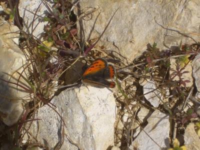 Cuivré commun (Le), Argus bronzé (L'), Bronzé (Le) Lycaena phlaeas (Linnaeus, 1760)