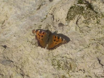 Grande Tortue (La), Vanesse de l'Orme (La), Grand- Nymphalis polychloros (Linnaeus, 1758)