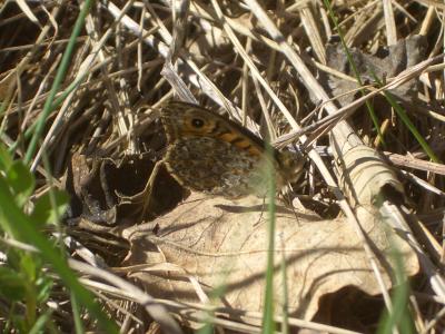 Mégère (La), Satyre (Le) Lasiommata megera (Linnaeus, 1767)