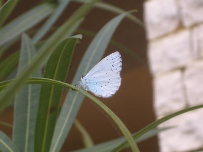 Azuré des Nerpruns (L'), Argus à bande noire (L'), Celastrina argiolus (Linnaeus, 1758)