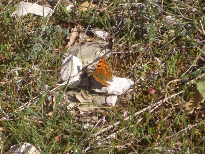 Gamma (Le), Robert-le-diable (Le), C-blanc (Le), D Polygonia c-album (Linnaeus, 1758)