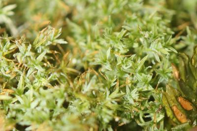  Saelania glaucescens (Hedw.) Broth., 1894