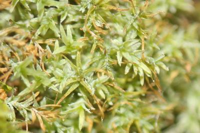  Saelania glaucescens (Hedw.) Broth., 1894