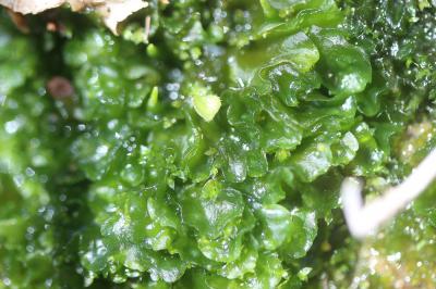  Phaeoceros laevis (L.) Prosk., 1951