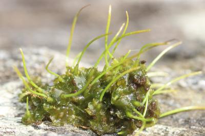  Phaeoceros laevis (L.) Prosk., 1951