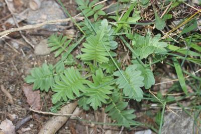 Valériane officinale, Valériane des collines Valeriana officinalis L., 1753