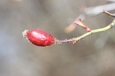 Rosier à petites fleurs, Églantier à petites fleur Rosa micrantha Borrer ex Sm., 1812
