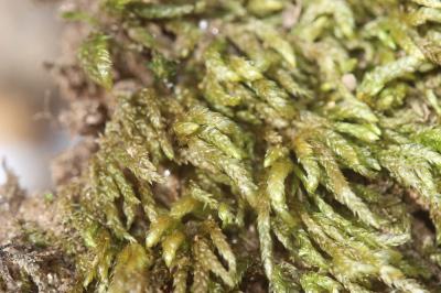  Scleropodium touretii (Brid.) L.F.Koch, 1949