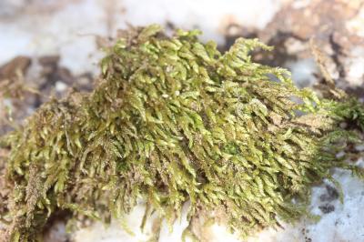  Scleropodium touretii (Brid.) L.F.Koch, 1949