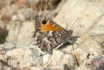 Agreste flamboyant (L') Hipparchia aristaeus (Bonelli, 1826)