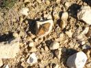 Mélitée du Plantain (La), Déesse à ceinturons (La) Melitaea cinxia (Linnaeus, 1758)