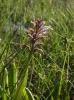 Orchis militaire, Casque militaire, Orchis casqué Orchis militaris L., 1753