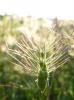 Égilope ovale, Égilope ovoïde Aegilops geniculata Roth, 1797