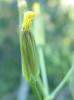 Crépide élégante, Crépide jolie Crepis pulchra L., 1753