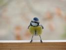 Mésange bleue Cyanistes caeruleus (Linnaeus, 1758)