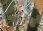 Chardonneret élégant Carduelis carduelis (Linnaeus, 1758)