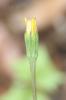 Chicorée Hyoseris radiata L., 1753