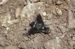  Chalcochiton holosericea (Fabricius, 1794)