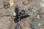  Chalcochiton holosericea (Fabricius, 1794)