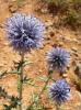 Échinops, Chardon bleu Echinops ritro L., 1753