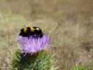 Mylabre variable Mylabris variabilis (Pallas, 1781)