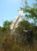 Barbon Andropogon Bothriochloa barbinodis (Lag.) Herter, 1940