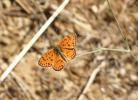 Mélitée orangée (La), Damier orangé (Le), Diane (L Melitaea didyma (Esper, 1778)