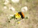  Mylabris quadripunctata quadripunctata (Linnaeus, 1767)