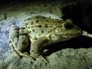 Pélophylax Pelophylax Fitzinger, 1843