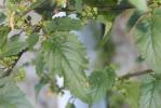 Scrofulaire trifolié, Scrophulaire à trois foliole Scrophularia trifoliata L., 1759