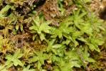  Encalypta streptocarpa Hedw., 1801